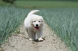 GOLDEN RETRIEVER 675